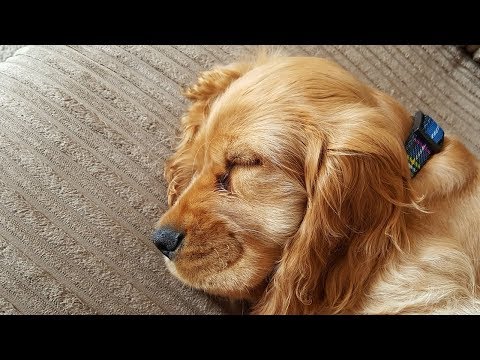 Dog Want Sleep in Owners Bed Compilation