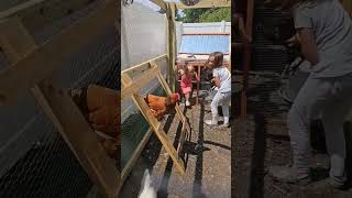 building our girls a playground! #backyardchickens #hens #chickens #chickensofinstagram