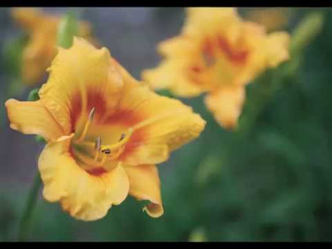 Get to Know Daylily - Sun-Loving Plants