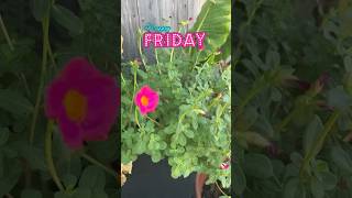 TGIF! Weekend ahead of fall gardening in Texas zone 9a #gardening #gardeningchannel #garden