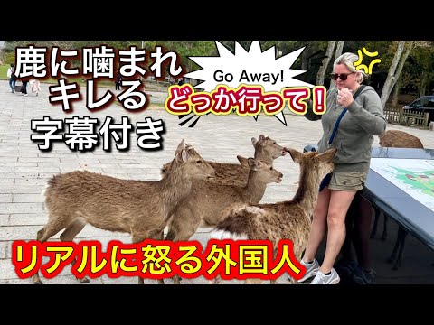 Angry reaction of Nara Deer biting a foreign tourist in Japan