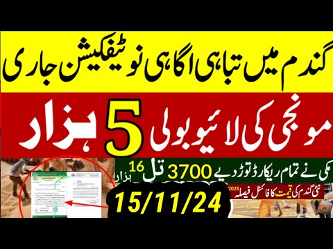 today wheat price in punjab//گندم کا ریٹ/25 '2024/munji makki till sarso/galla mandi rates today