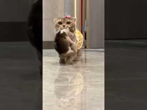 #cat #meowsome #cute #meowed #funny #meowmoew #pets #meows #kitten #meowoos #catshorts #catvideos