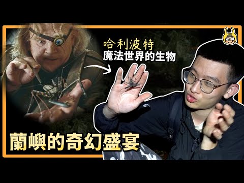 【皮特玩自然】魔法生物在蘭嶼！台灣最大最奇異的生物都在蘭嶼(下)