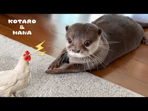 Otters Adorable Reaction to Animal Sounds