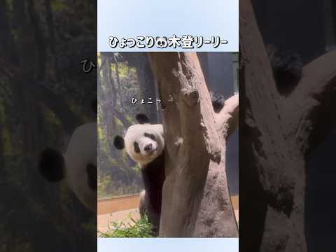 【ひょっこり🐼木登リーリー🌿】