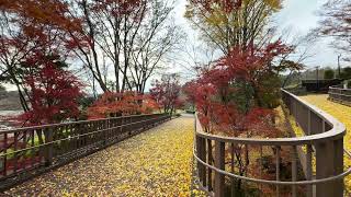 20231212-茨城縣常磐神社前坂道的紅葉