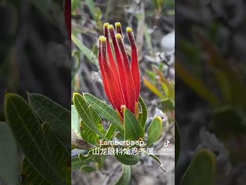 2024 Western Australia Wildflower Trip Day 7