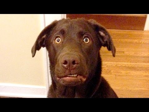 Funny Labradors Compilation NEW