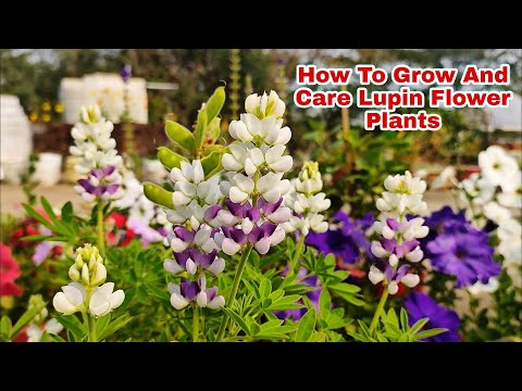 How To Grow And Care Lupin Flower Plants