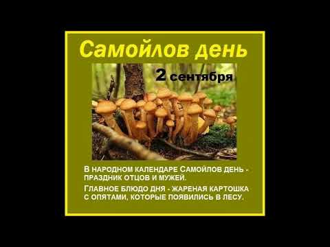 2 сентября Самойлов день