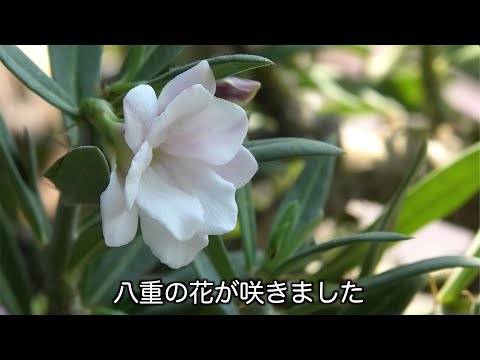 八重咲きのビスピノーサム