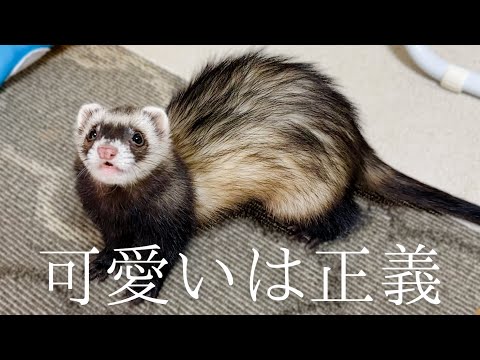 【フェレット】パパは女の子に甘々なんです‼︎【ferret#1764】