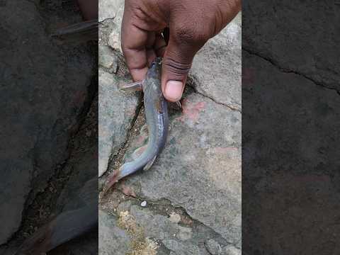 Funny Play with cat fish || village fishing video #fishing #reels #village