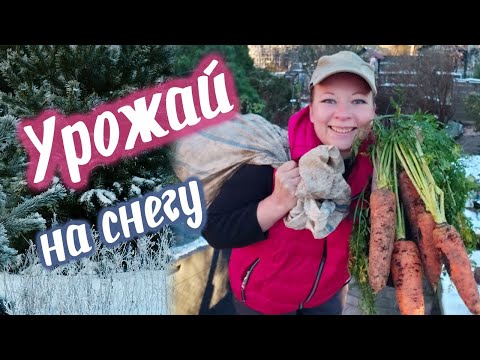 Что выросло на грядке в Саду для души | Ноябрьский урожай на снегу |  Хранение урожая 2021