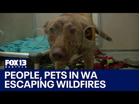 People, pets arrive in WA to escape LA wildfires | FOX 13 Seattle