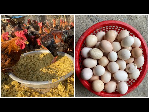 How to mix food for free-range chickens at home - 19-day chicken care - chicken farm