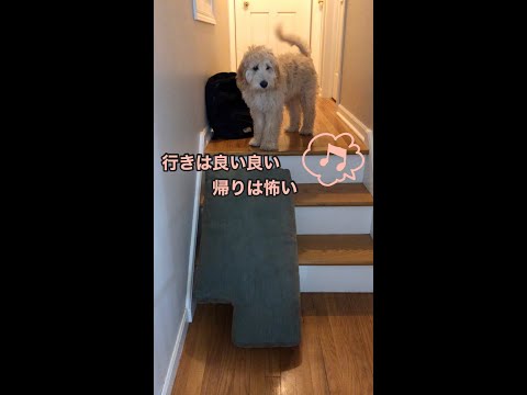 とおりゃんせ/Easy Going Up but Hard to Come Back Down#Shorts#Goldendoodle#Puppy