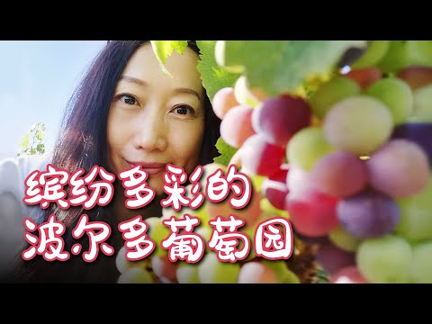 处在转色期（Veraison/Véraison) 的波尔多葡萄园：这阵子葡萄园真是热闹，处处五彩缤纷，跟我去看看这难得的惊喜