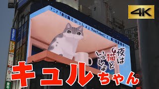 4Kネコ歩き～新宿に再び飛び出すキュルちゃん登場～