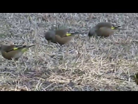 野川公園のカワラヒワの群れ