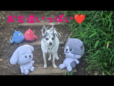 ダス犬くんとコラボ！#shorts