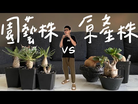 【新手必看】園藝株vs.原產株 傻傻分不清楚?!塊根大揭秘&經驗分享 Ft.象牙宮