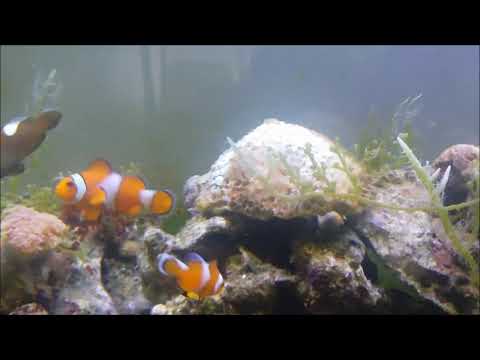 人工斷紋橘公子小丑Misbar Ocellaris Clownfish（Captive-Bred）use3k