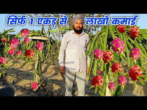 किसान सभी खेती छोड़ शुरू कर रहे DRAGON FRUIT की खेती | Dragon Fruit Farming