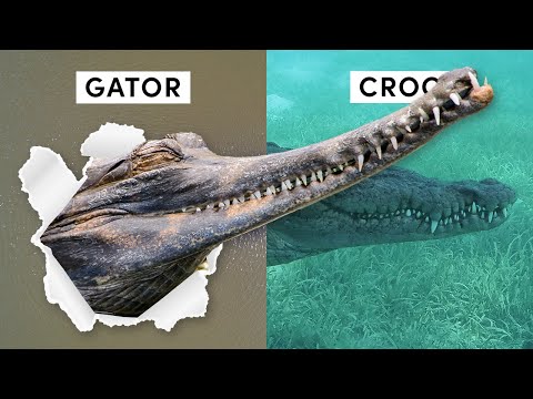 All 27 Species of Crocodilian (Inc 3 Recently Discovered)