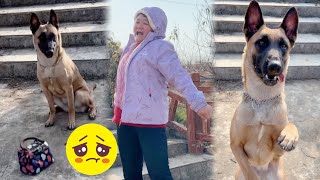 Stray dog ​​kindly guards woman's forgotten wallet, but gets beaten by her