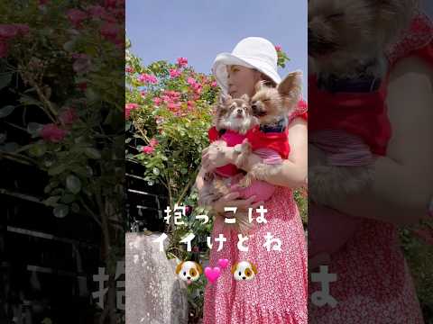 バラを背景に動画撮りたい母ちゃん。バラに興味がない2人🐶💕🐶