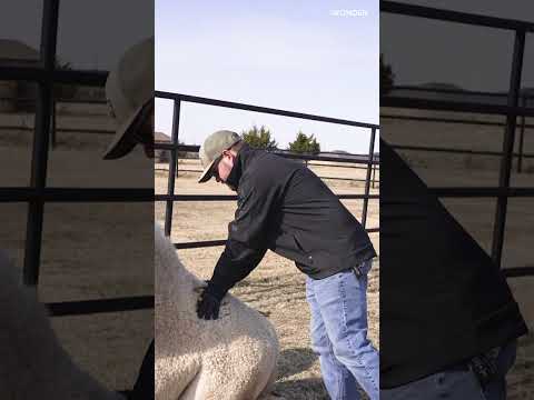 Animal Chiropractor Makes This Camel Gasp With Relief