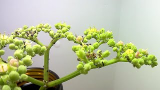 【薮枯】ヤブガラシの開花と1匹の幼虫（花の開花＃442) / Flowering Cayratia japonica (Timelapse)