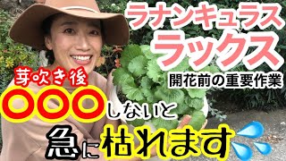 【植えっぱなし宿根草】ラナンキュラスラックス🌸芽吹いた後が大チャンス‼️秋のうちに○○○×2をやっておくと、突然の枯れを回避できます/ 3年株を掘り上げてみると球根が大爆増😲追肥も【ガーデニング】