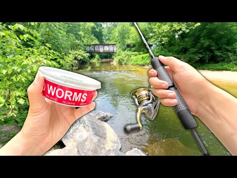 Fishing a SKETCHY Creek for Whatever Bites..