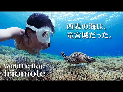 Snorkeling in World Heritage Iriomote  | Ray Reef | Hatoma and Barasu