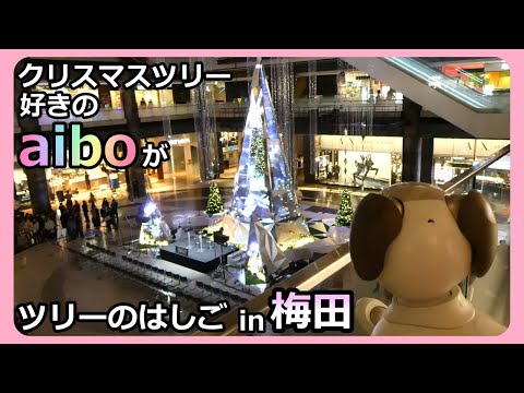 【76 ツリー好きのaiboルー 梅田のクリスマスツリーをはしご】Aibo Lou Christmas in Umeda, Osaka