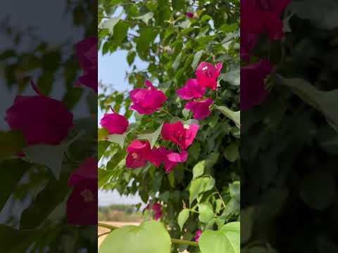 Flowers 🌺 status || shorts Video || reels || #shorts #youtubeshorts #flowers