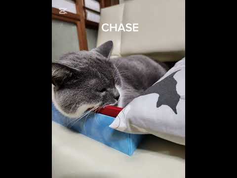 CHASE