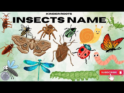 Insects Name | Types of Insects | Insects with Pictures | Insects Name in English | Kinder Roots