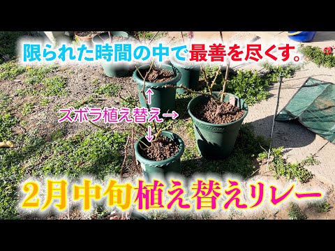 ２月中旬、最後のチャンス！バラ植え替えリレーの様子。【ズボラ植え替えで対応】