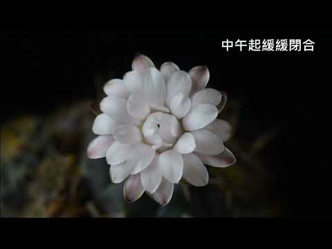 白花仙人掌連兩天花開花閉縮時攝影