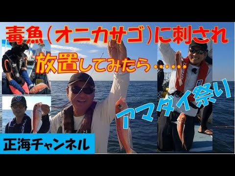 毒魚（オニカサゴ）に刺され　放置してみたら……