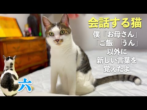 【会話する猫】六は会話ができる猫だった。そして、呼んだら返事をしながら来る猫。初めてしゃべる言葉もお届け | [生まれ変わりの猫] 六 (Roku)