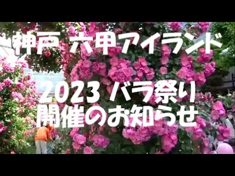 🌹お知らせ🌹神戸 六甲アイランド バラ祭り 開催#ローズガーデン＃バラ＃Rose#Englsh garden