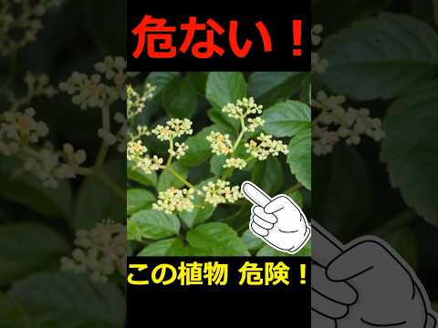 放置すると危険な雑草 #農業 #家庭菜園 #shorts #雑草 #ヤブガラシ