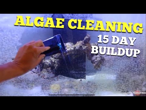 Algae cleaning day