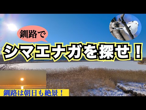 【釧路絶景朝日と冬の春採湖散策】気温マイナス15℃の釧路で『シマエナガ』を探せ！　釧路は夕日だけじゃない絶景朝日に感動！