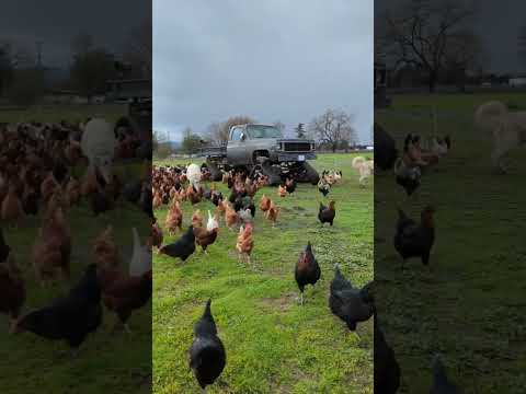 Pasture raised poultry chickens, turkeys, and ducks #hen #turkeys #duck #dog